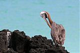 Brown Pelican